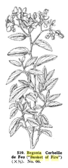 B. ‘Basket of Fire’